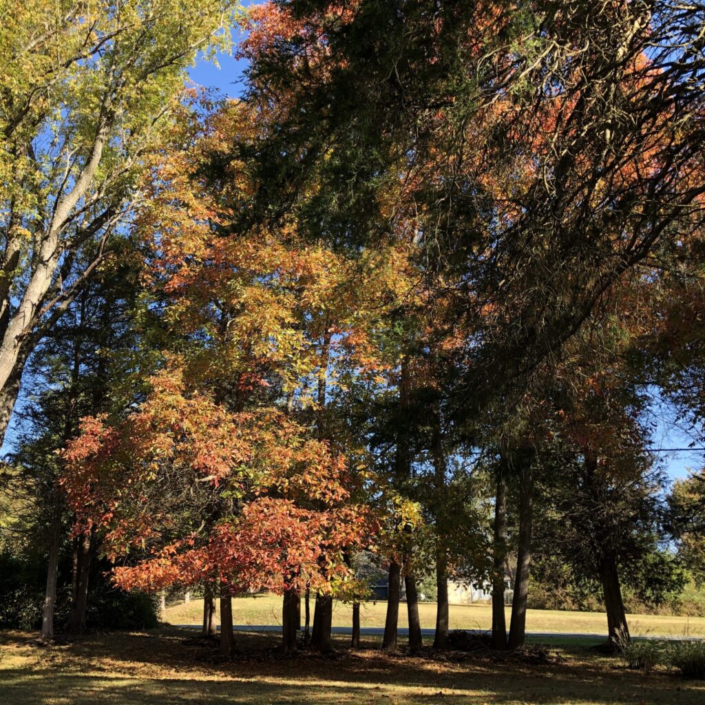 Colorful fall trees